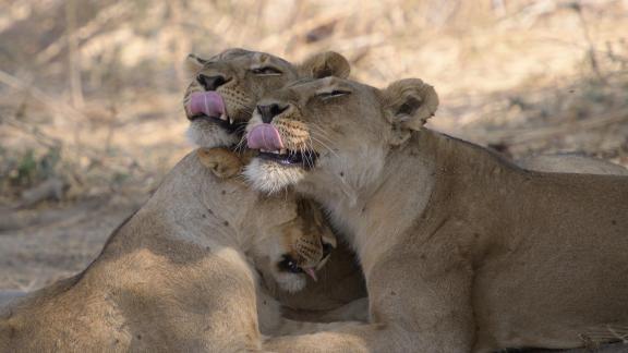 Licking Lions 1