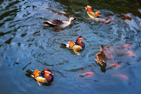 Colourful ducks