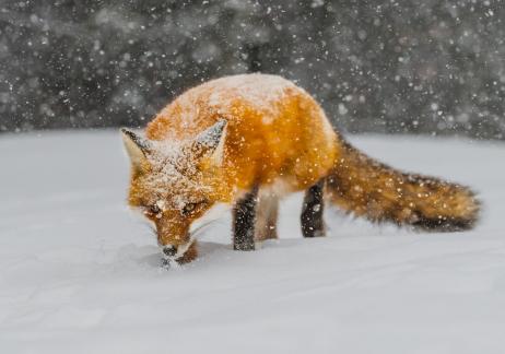 Red Fox On The Prowl 106