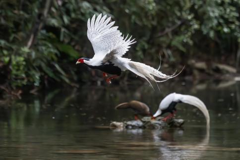 White Pheasant In Flight