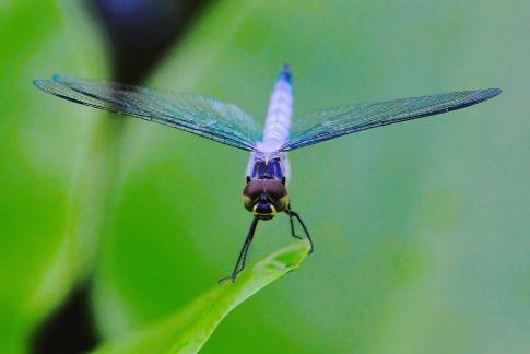 a blue dragonfly 03.