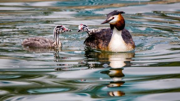 Great Crested Grebes 29