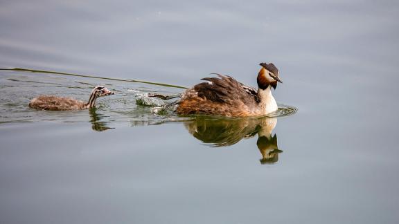 Great Crested Grebes 26