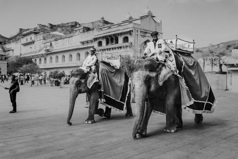 Elephant Ride In Jodhpur 103