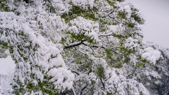 Branches in Snow 2