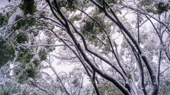 Branches in Snow 3