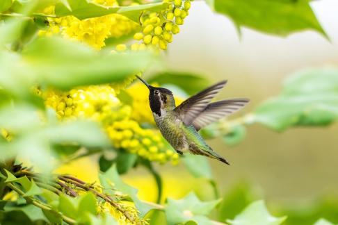 Beautiful hummingbird1