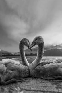Love of swan