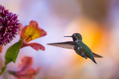 hummingbird3