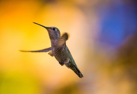 Hummingbird61