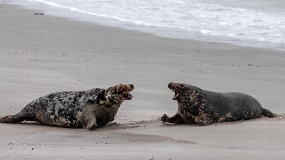Fighting gray seals