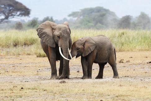 Elephant Motherhood 10