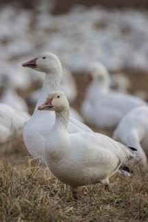 Snow Geese with Dry Grass