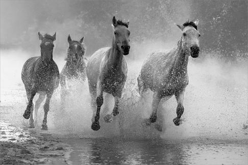 Running Horses 3
