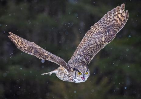Great Horned Owl flying in snow