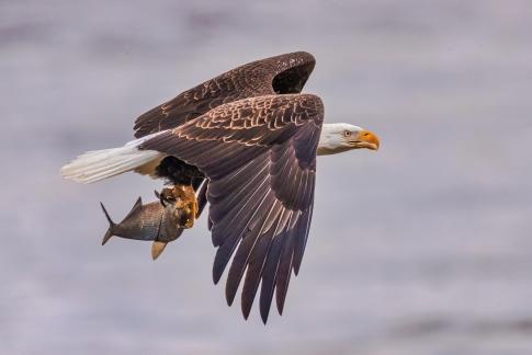 Bald Eagle with fish 81