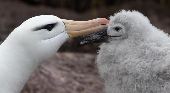 Albatross preening chick 77