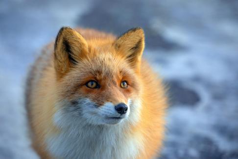 Lovely fox