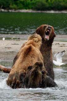 Strangled Bear