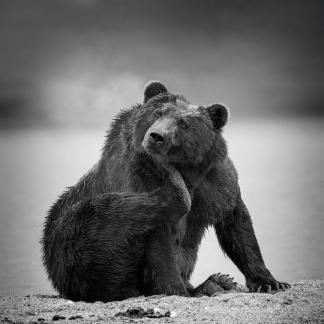 Thinking Bear
