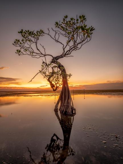 Sumba Sunset Mangrove Tree 99