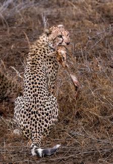 Cheetah with prey 2