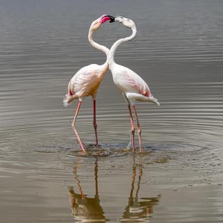 Flamingo sweetheart