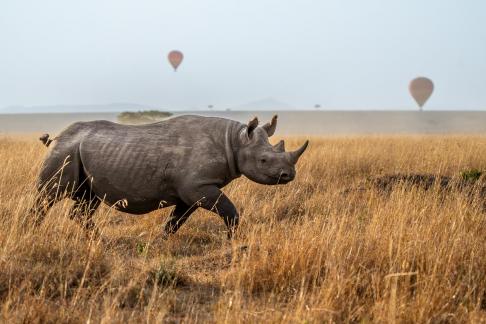 Rhinoceros in balloon field