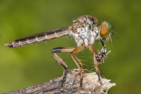 Robber Fly 10