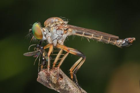 Robber Fly 07