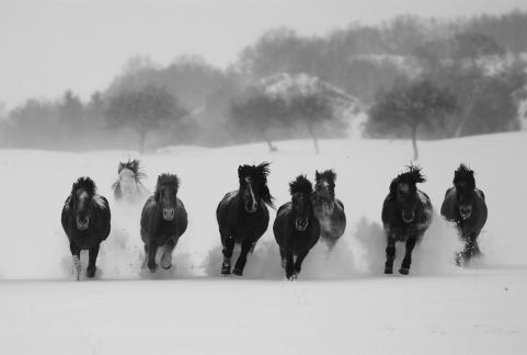 Eight Steeds go at a gallop