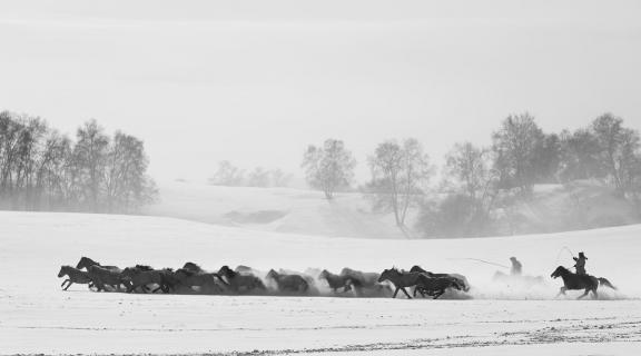 SnowfieldFlying Horse Racing wildly