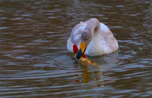 Swan captures red koi