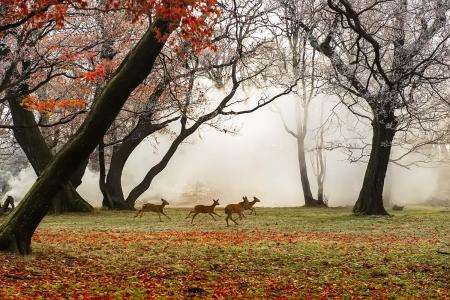 Autumn Forest Little Deer Joy