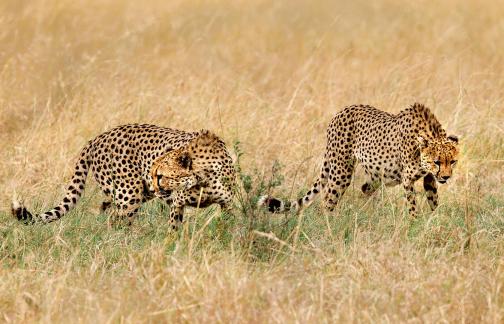  Two cheetahs on the move