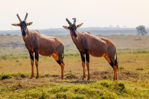 Two topi antelopes