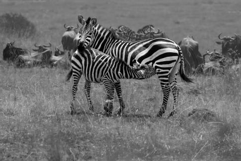 Nursing zebra turn head