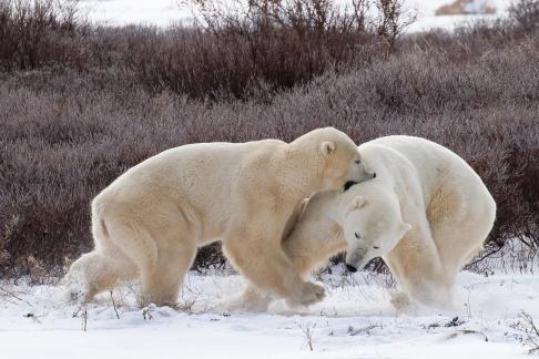 Polar bears sparring bites