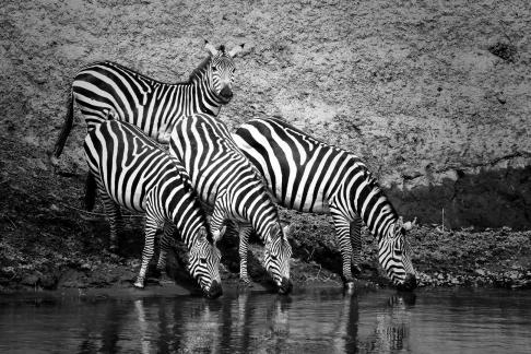 Four zebras at river