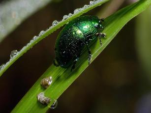 insectgreen3