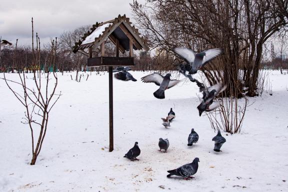 Pigeon House