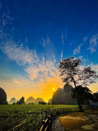 Sun and tree