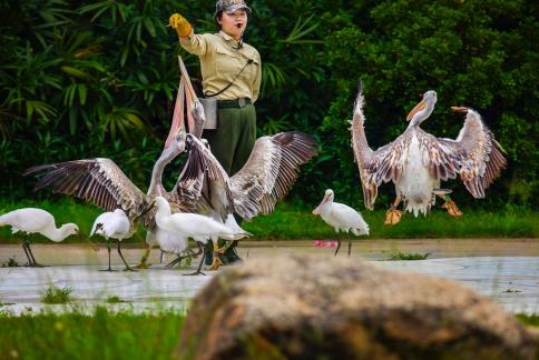Feeding birds