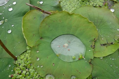 Dripping water droplets26