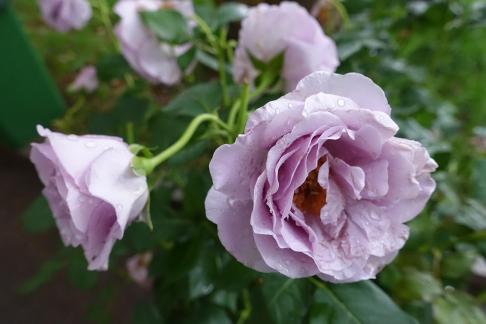 chinese rose 2