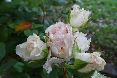 chinese rose 4