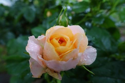 chinese rose 5