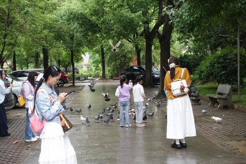 dove of peace 1