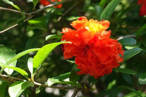 pomegranate flowers 3