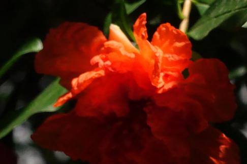 pomegranate flowers 5